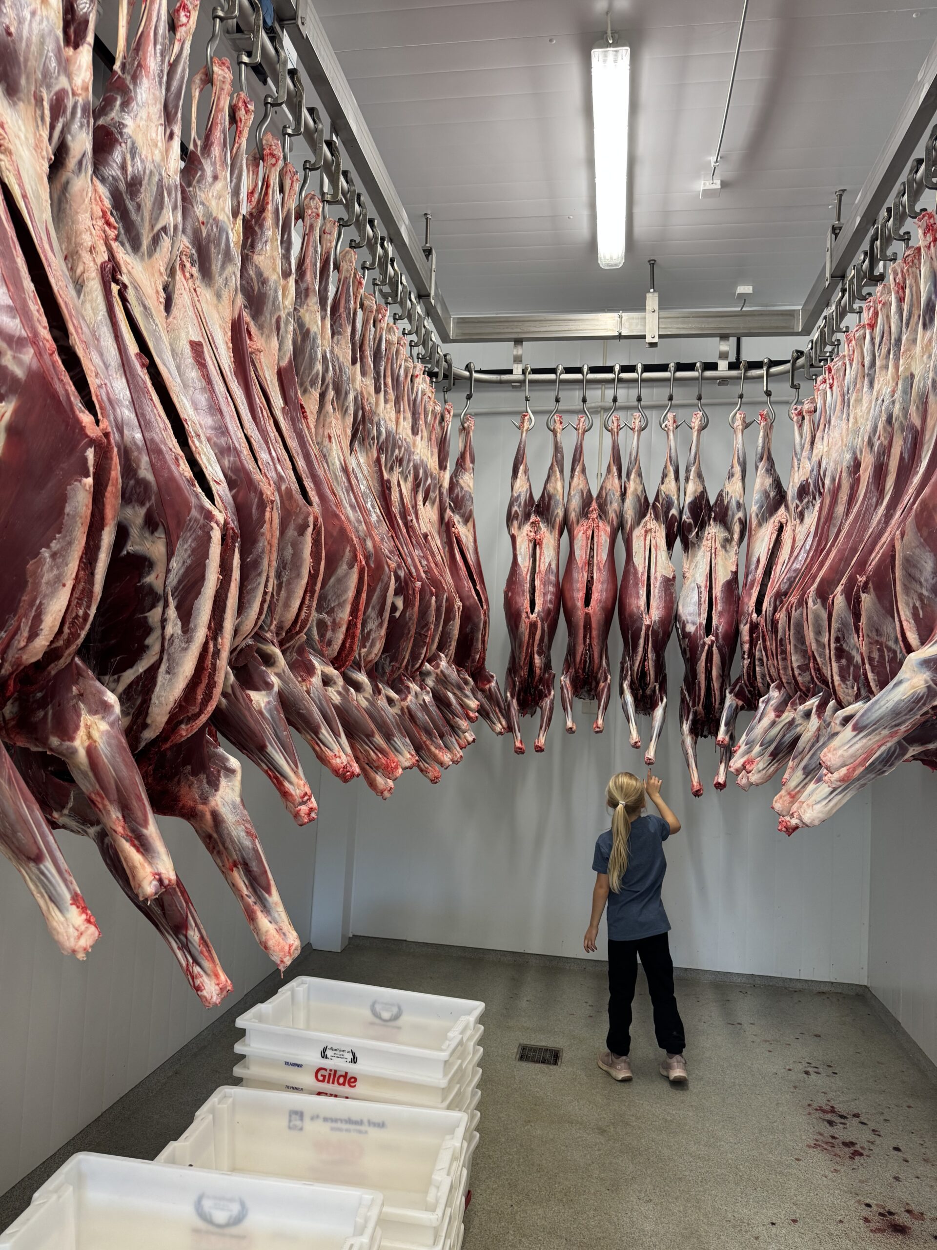 IMG_0521 (002)slakteri 5